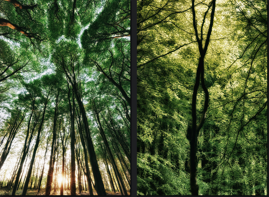 The Inner World of Plants - Photos