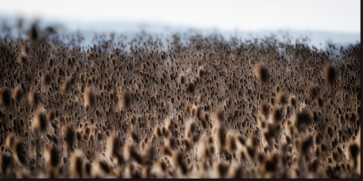 This Field of Thorn and Seed